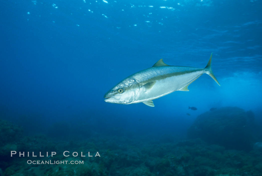 North Pacific Yellowtail at Guadalupe Island, Mexico. Guadalupe Island (Isla Guadalupe), Baja California, Seriola lalandi, natural history stock photograph, photo id 05188