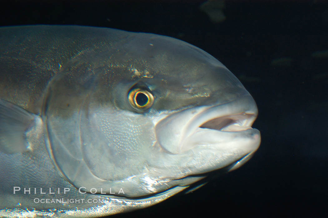 North Pacific Yellowtail., Seriola lalandi, natural history stock photograph, photo id 07800