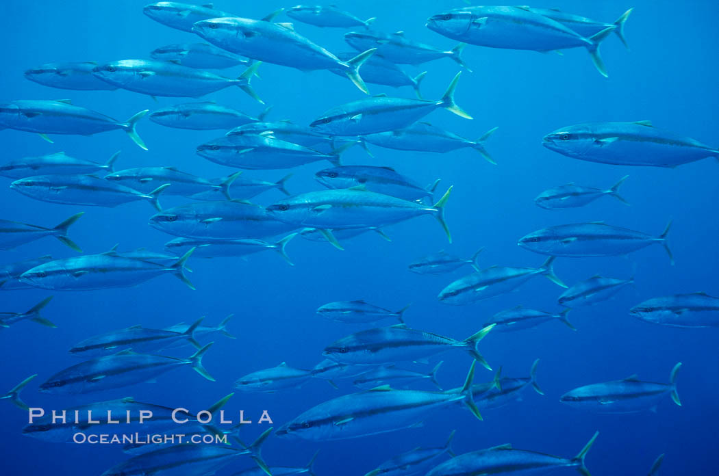 School of juvenile North Pacific Yellowtail, attracted to nearby drift kelp, open ocean. San Diego, California, USA, Seriola lalandi, natural history stock photograph, photo id 02439