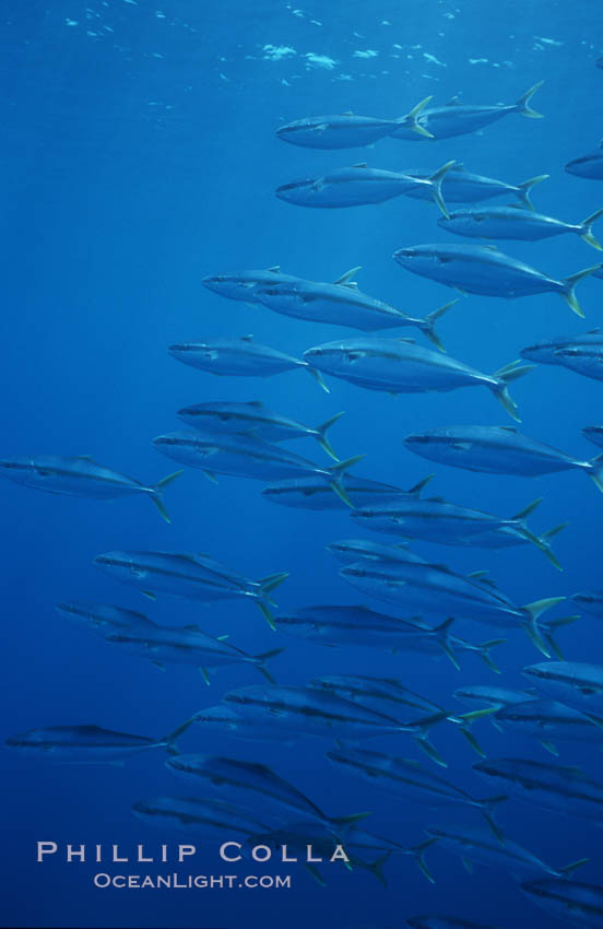 North Pacific Yellowtail, schooling, open ocean under drift kelp., Seriola lalandi, natural history stock photograph, photo id 07079