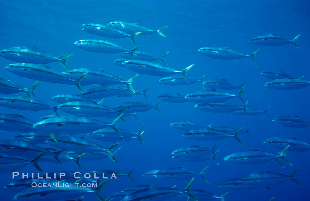 School of juvenile North Pacific Yellowtail, attracted to nearby drift kelp, open ocean. San Diego, California, USA, Seriola lalandi, natural history stock photograph, photo id 02749