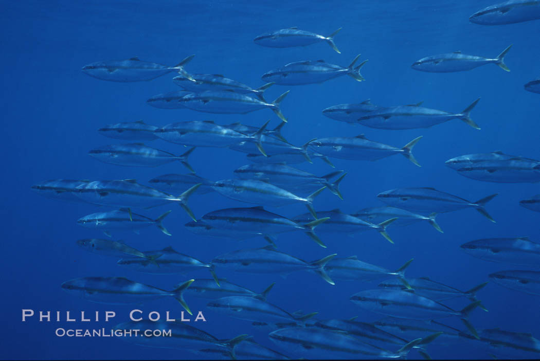 North Pacific Yellowtail, schooling, open ocean under drift kelp., Seriola lalandi, natural history stock photograph, photo id 05205