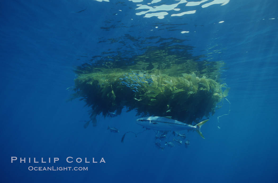 North Pacific Yellowtail, circling offshore drift kelp pursuing smaller fishes which congregate around the kelp paddy. San Diego, California, USA, Seriola lalandi, natural history stock photograph, photo id 07157