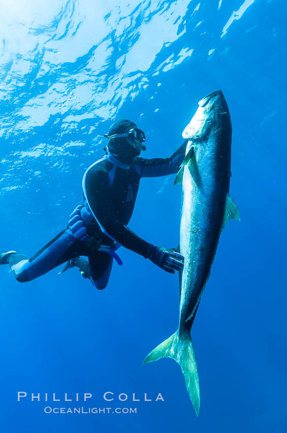 Craig OConnor and his pending spearfishing world record North Pacific yellowtail (77.4 pounds), taken on a breathold dive with a band-power speargun near Abalone Point.  Guadalupe Island is home to enormous yellowtail.  The three most recent spearfishing world records for Northern yellowtail have been taken at Guadalupe. July 2004. Guadalupe Island (Isla Guadalupe), Baja California, Mexico, Seriola lalandi, natural history stock photograph, photo id 09589