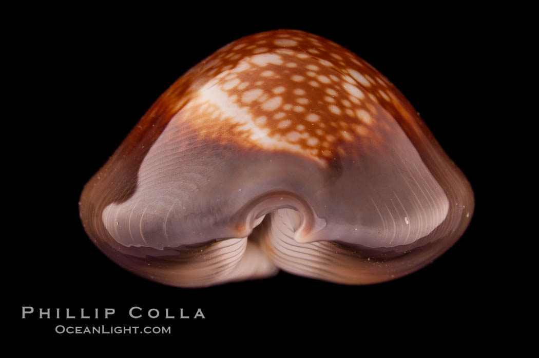 Serpent's-head Cowrie., Cypraea caputserpentis caputophidii, natural history stock photograph, photo id 08218