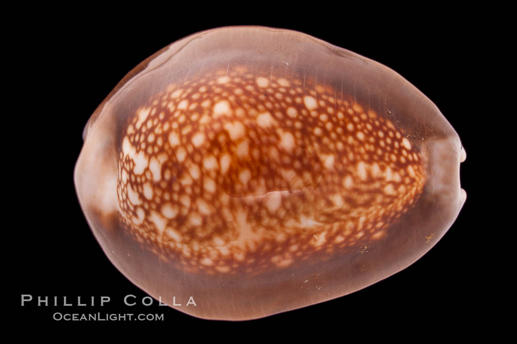 Serpent's-head Cowrie., Cypraea caputserpentis, natural history stock photograph, photo id 08450