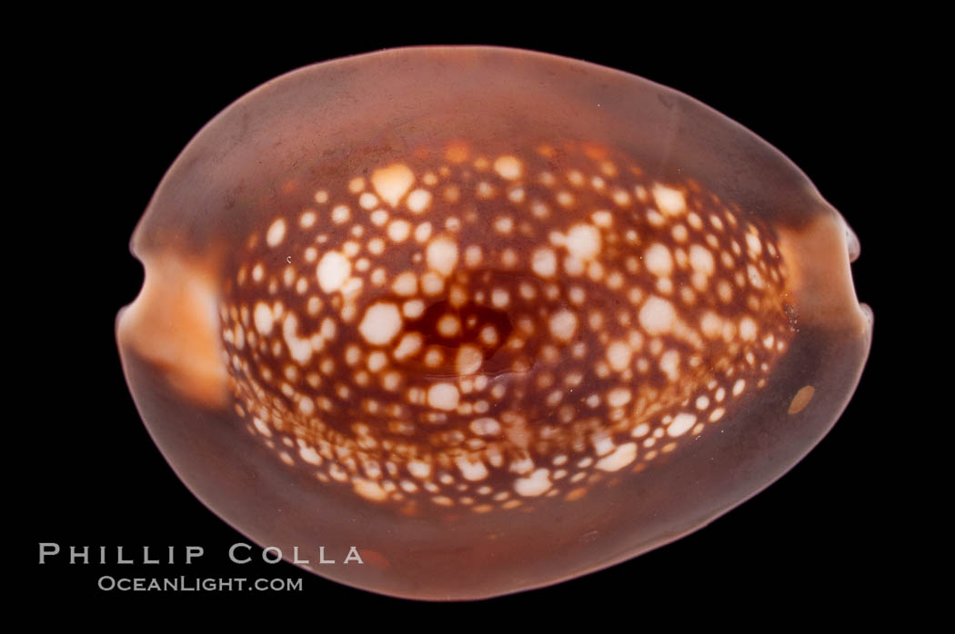 Serpent's-head Cowrie., Cypraea caputserpentis, natural history stock photograph, photo id 08454