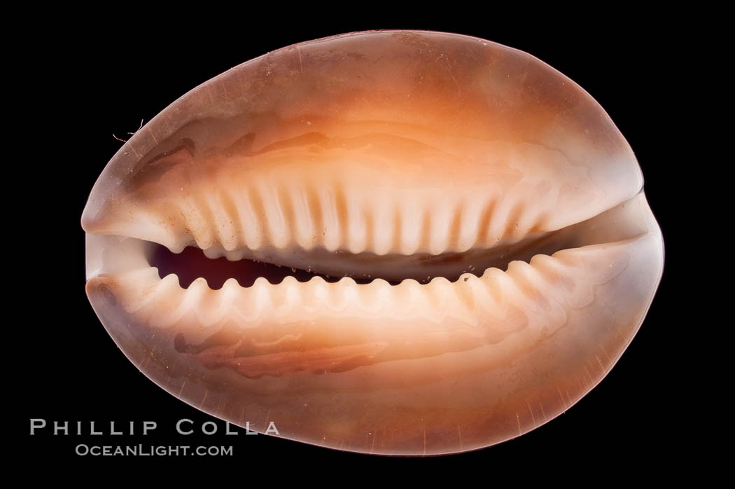 Serpent's-head Cowrie., Cypraea caputserpentis, natural history stock photograph, photo id 08554