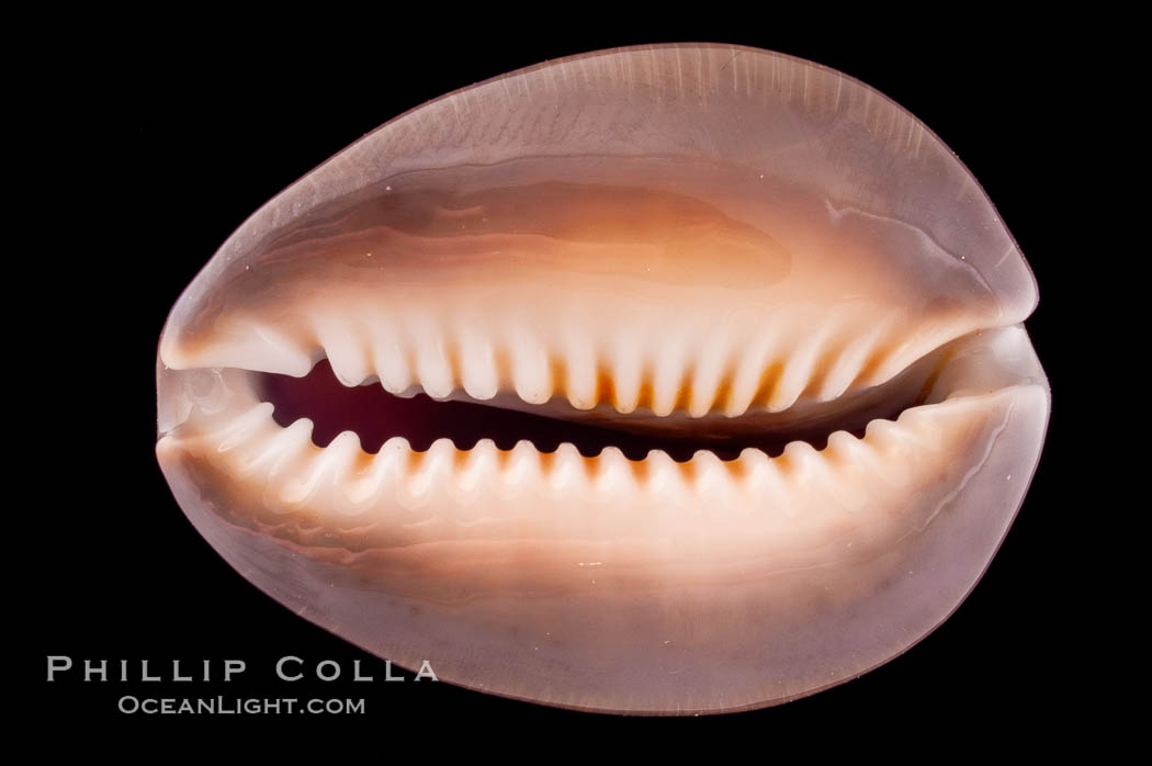 Serpent's-head Cowrie., Cypraea caputserpentis caputophidii, natural history stock photograph, photo id 08216