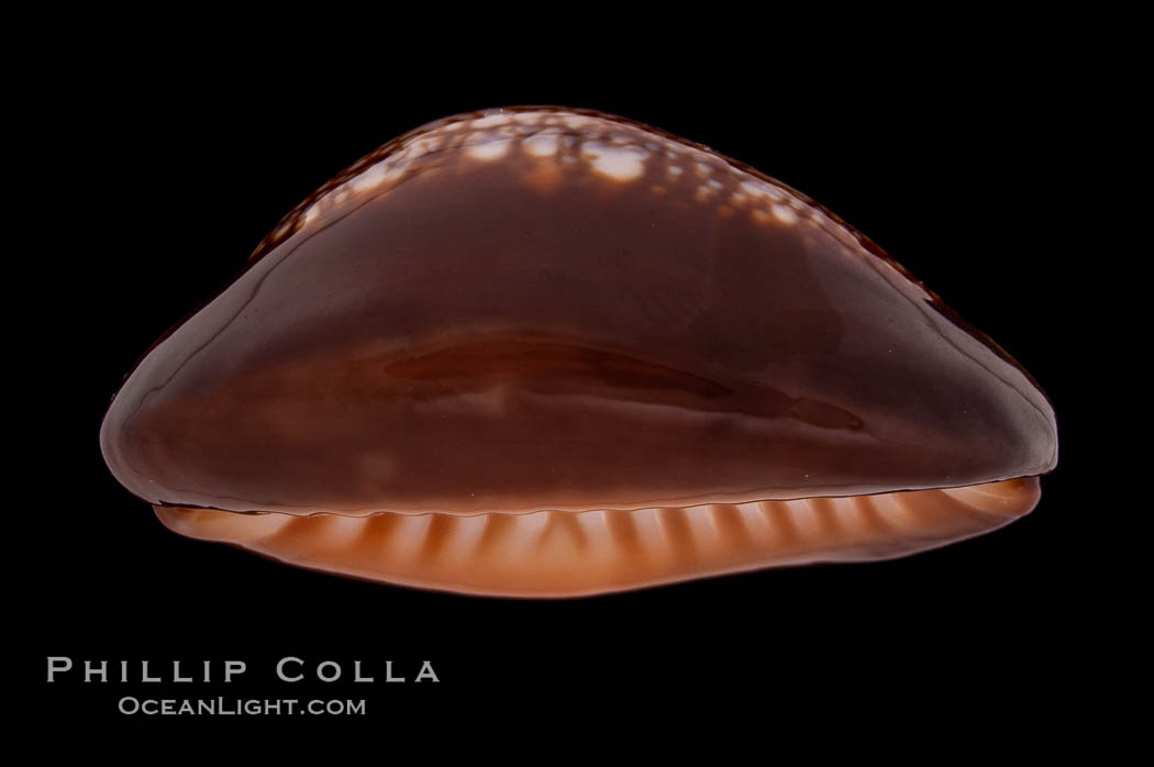 Serpent's-head Cowrie., Cypraea caputserpentis, natural history stock photograph, photo id 08324