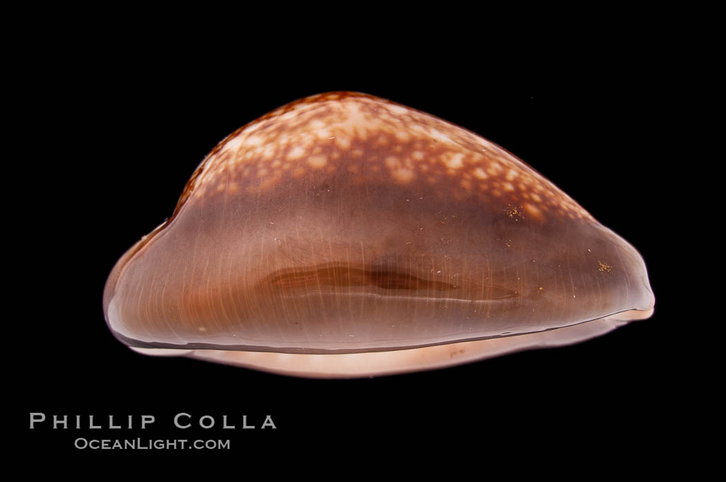 Serpent's-head Cowrie., Cypraea caputserpentis, natural history stock photograph, photo id 08452