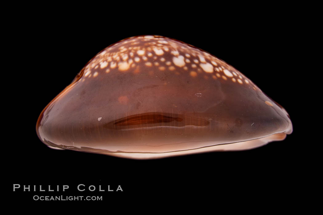 Serpent's-head Cowrie., Cypraea caputserpentis, natural history stock photograph, photo id 08456