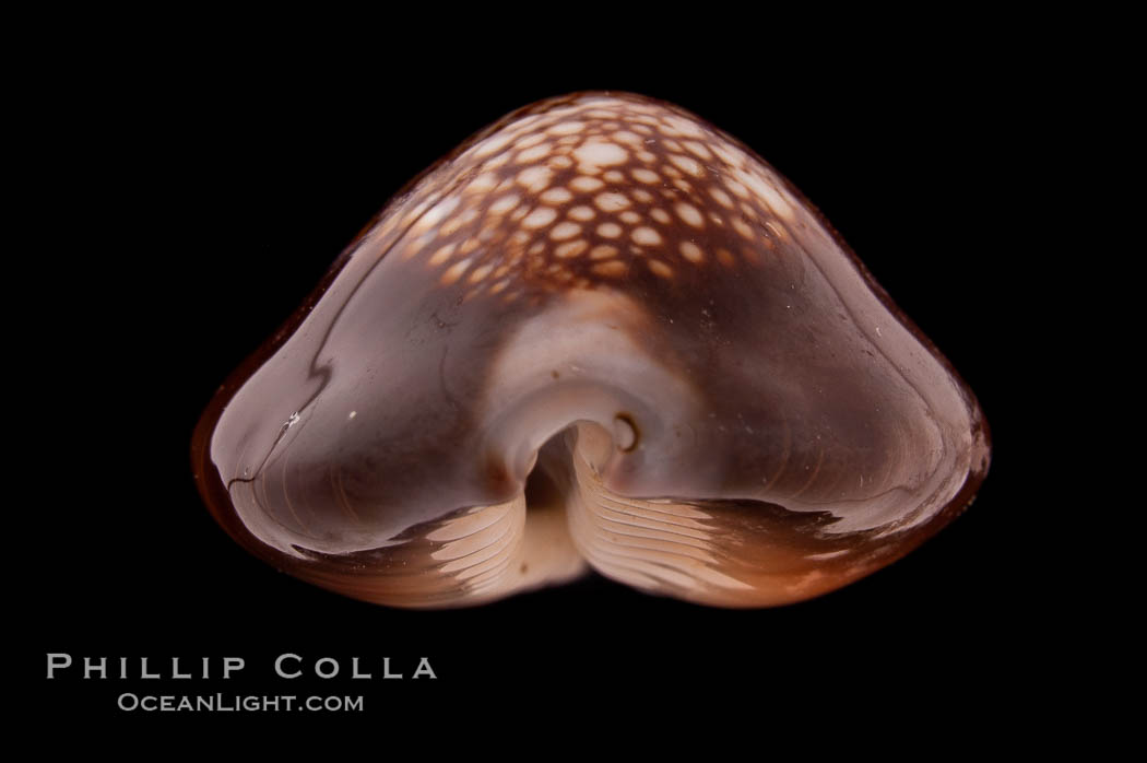 Serpent's-head Cowrie., Cypraea caputserpentis, natural history stock photograph, photo id 08556