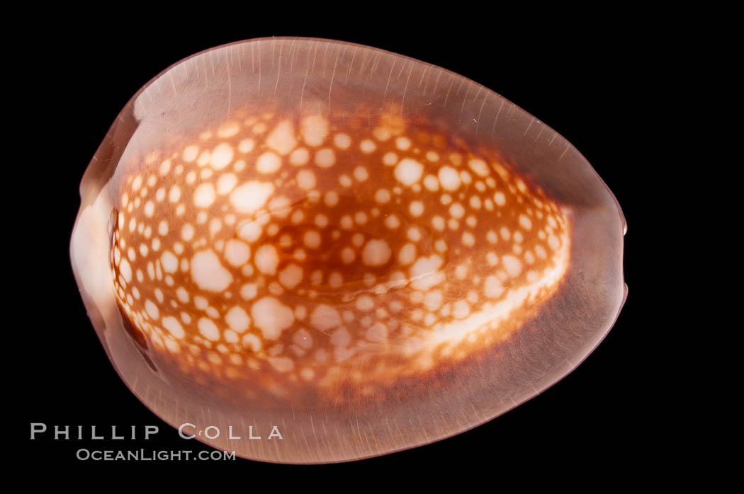 Serpent's-head Cowrie., Cypraea caputserpentis caputophidii, natural history stock photograph, photo id 08215