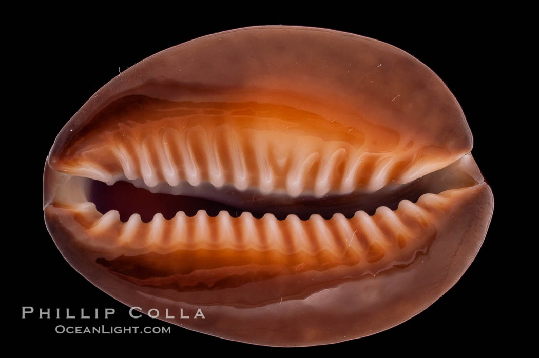 Serpent's-head Cowrie., Cypraea caputserpentis, natural history stock photograph, photo id 08323