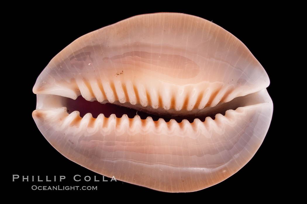 Serpent's-head Cowrie., Cypraea caputserpentis, natural history stock photograph, photo id 08451