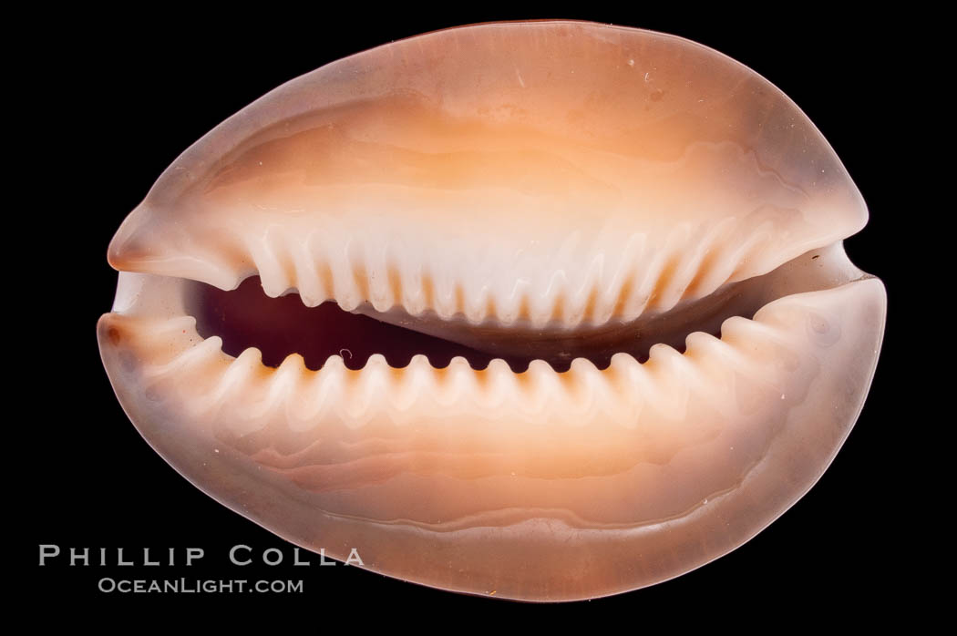 Serpent's-head Cowrie., Cypraea caputserpentis, natural history stock photograph, photo id 08455