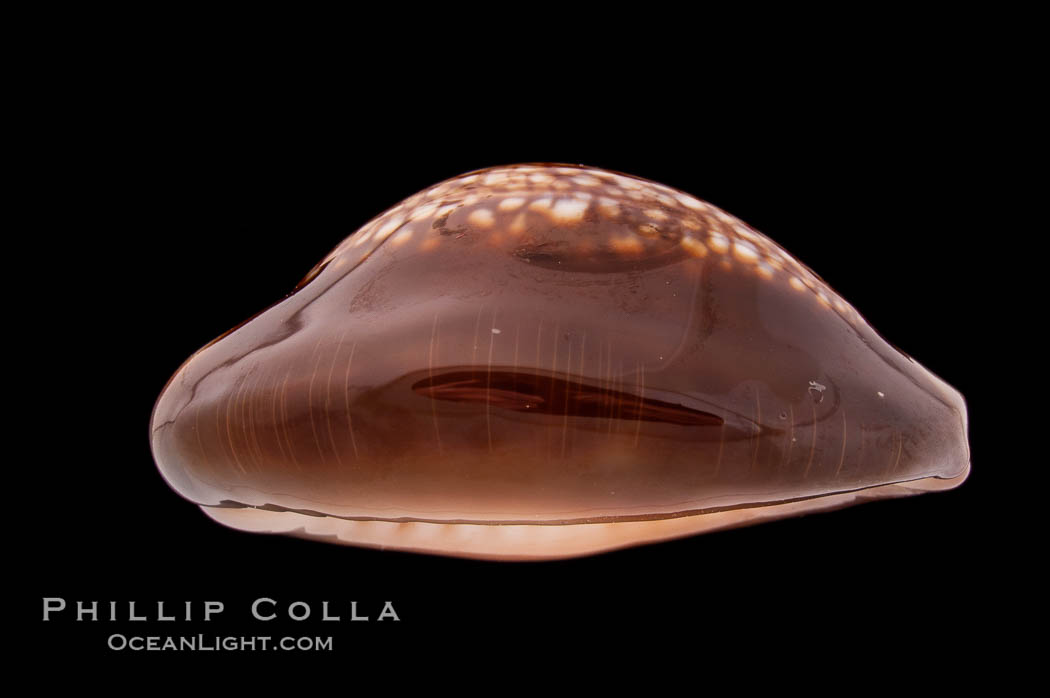 Serpent's-head Cowrie., Cypraea caputserpentis, natural history stock photograph, photo id 08555