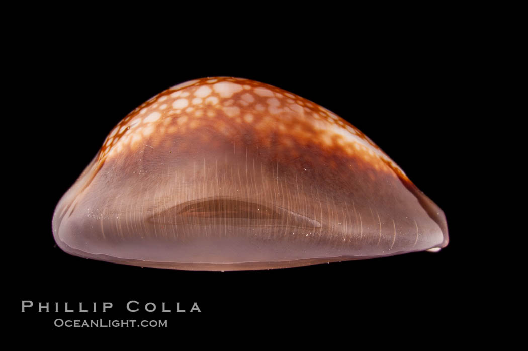 Serpent's-head Cowrie., Cypraea caputserpentis caputophidii, natural history stock photograph, photo id 08217