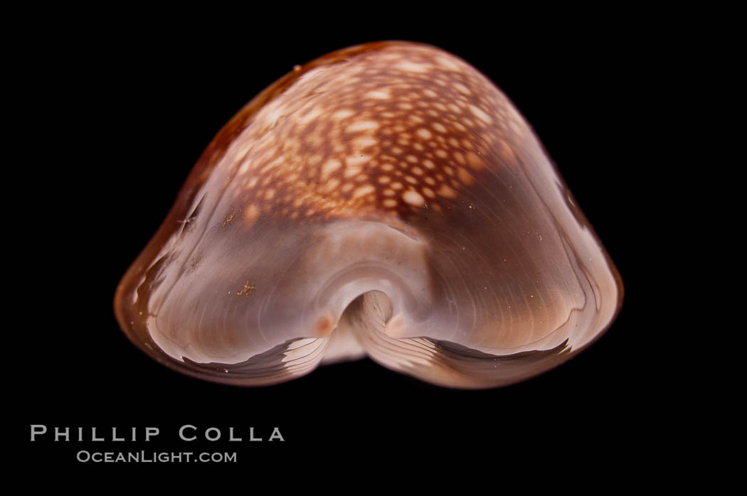 Serpent's-head Cowrie., Cypraea caputserpentis, natural history stock photograph, photo id 08453