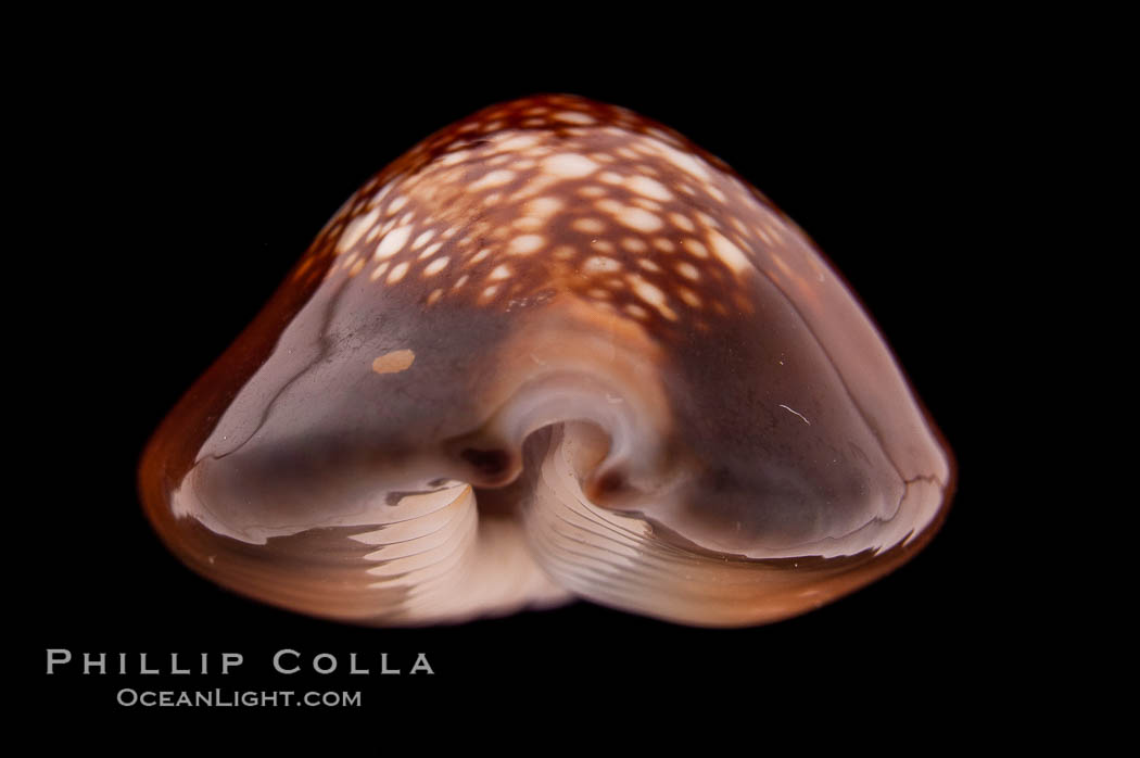 Serpent's-head Cowrie., Cypraea caputserpentis, natural history stock photograph, photo id 08457