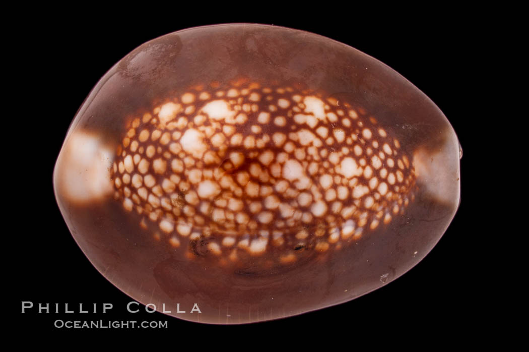 Serpent's-head Cowrie., Cypraea caputserpentis, natural history stock photograph, photo id 08553