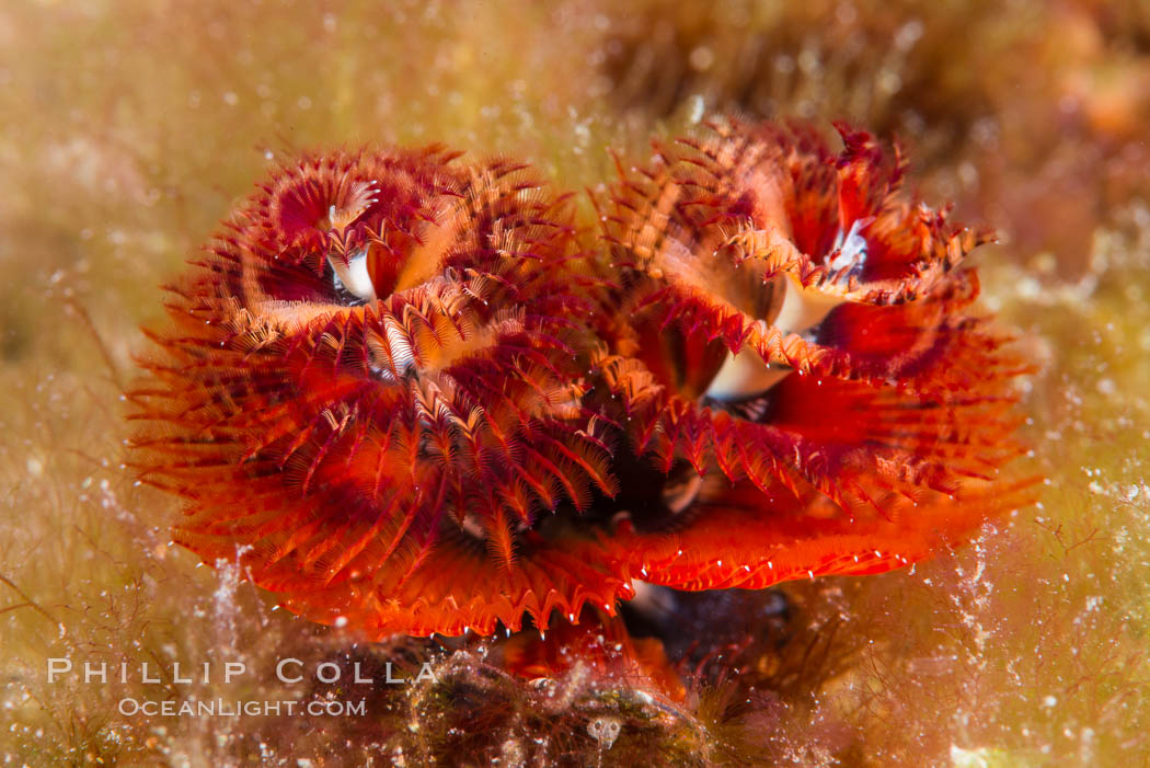 Serpulid polychaete Christmas Tree Worm, Sea of Cortez. Isla San Diego, Baja California, Mexico, natural history stock photograph, photo id 33544