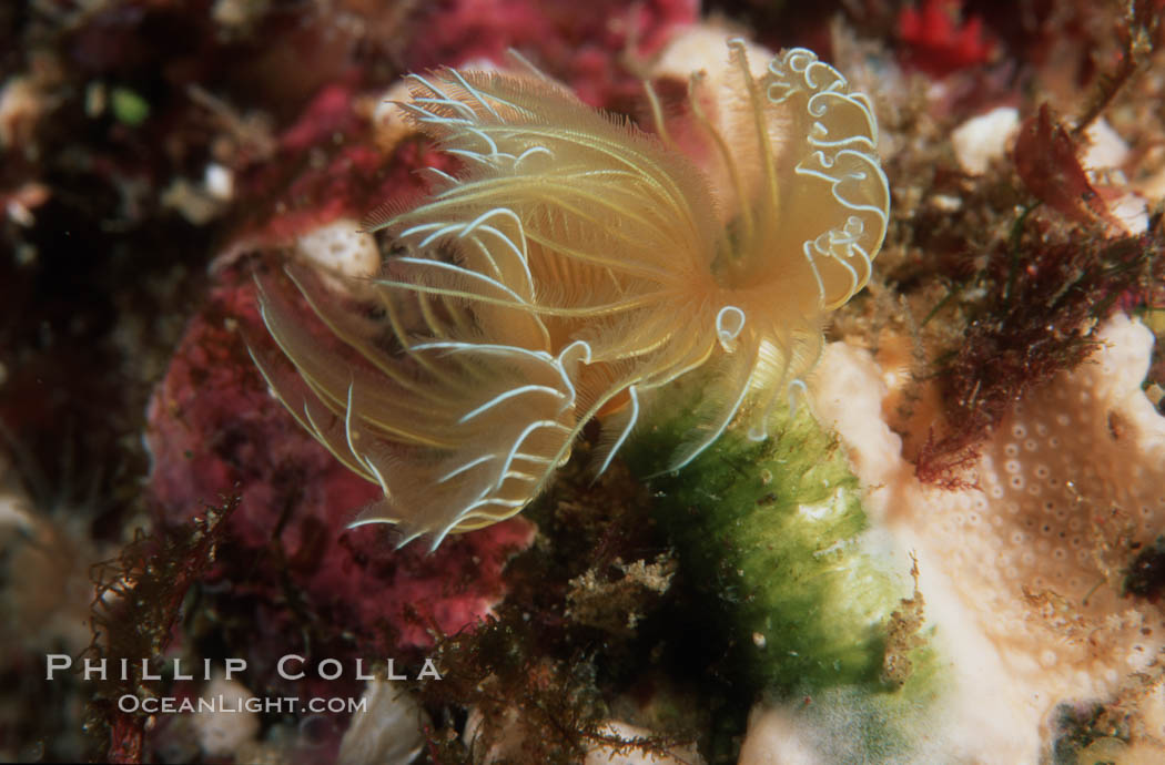 Serpulid worm, Southern California. Catalina Island, USA, natural history stock photograph, photo id 04598