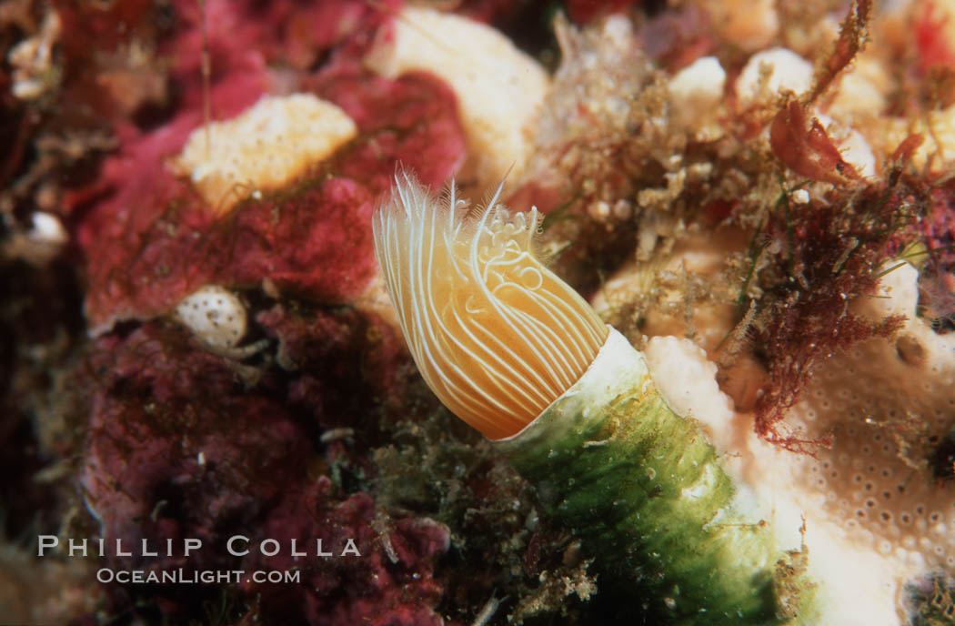 Serpulid worm, Southern California. Catalina Island, USA, natural history stock photograph, photo id 04599