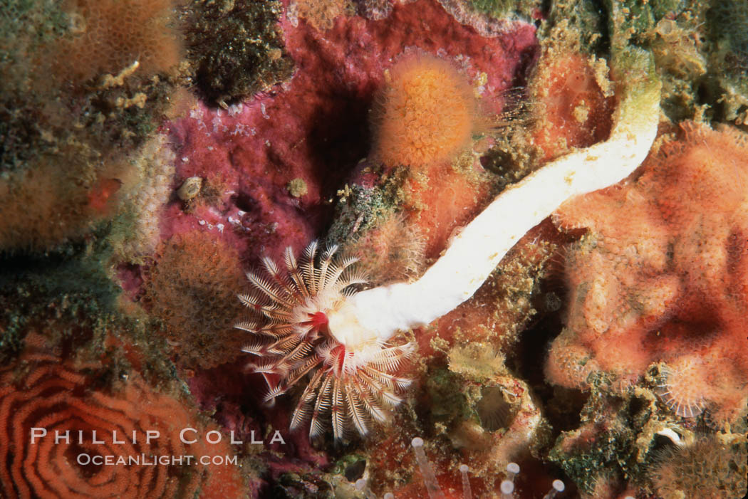Serpulid worm showing white calcareous tube. San Miguel Island, California, USA, Serpula vermicularis, natural history stock photograph, photo id 02563