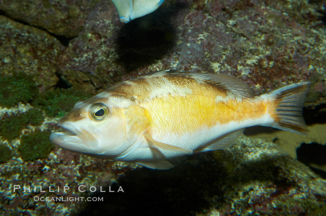 Tobacco bass., Serranus tabacarius, natural history stock photograph, photo id 11006