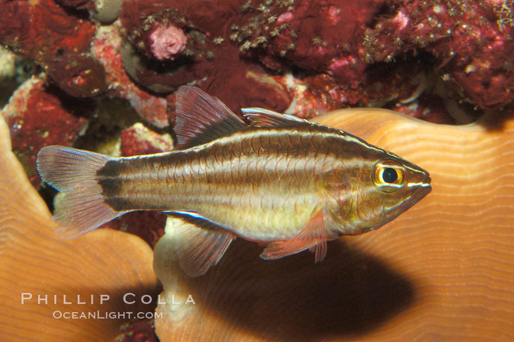 Sevenstriped cardinalfish., Apogon novemfasciatus, natural history stock photograph, photo id 08682