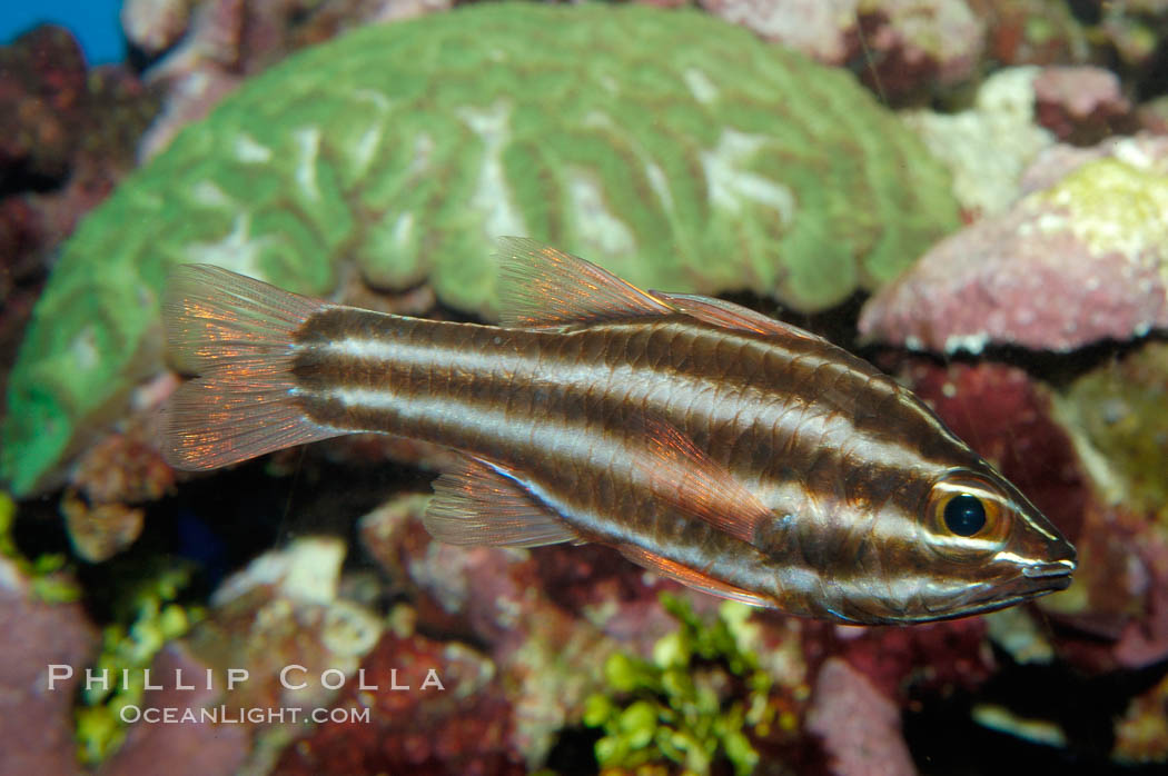 Sevenstriped cardinalfish., Apogon novemfasciatus, natural history stock photograph, photo id 09362