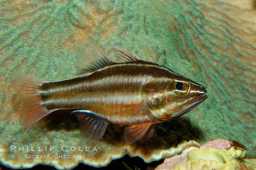 Sevenstriped cardinalfish., Apogon novemfasciatus, natural history stock photograph, photo id 09360