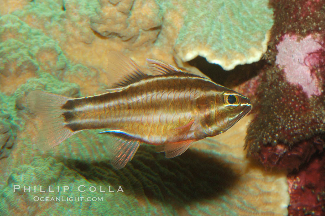 Sevenstriped cardinalfish., Apogon novemfasciatus, natural history stock photograph, photo id 08683