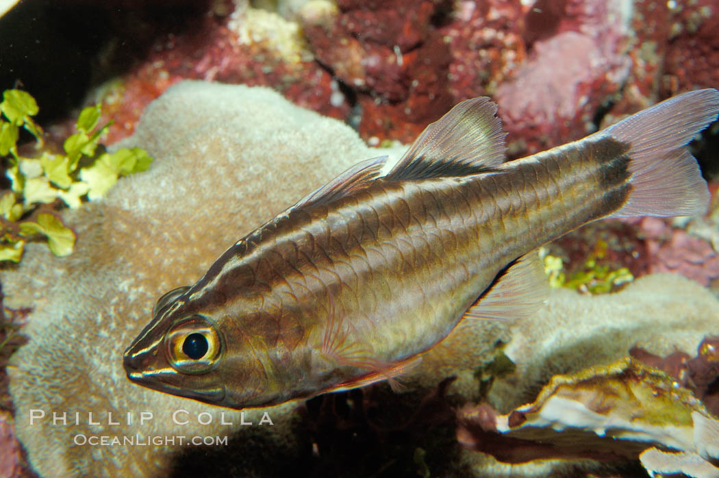 Sevenstriped cardinalfish., Apogon novemfasciatus, natural history stock photograph, photo id 09361