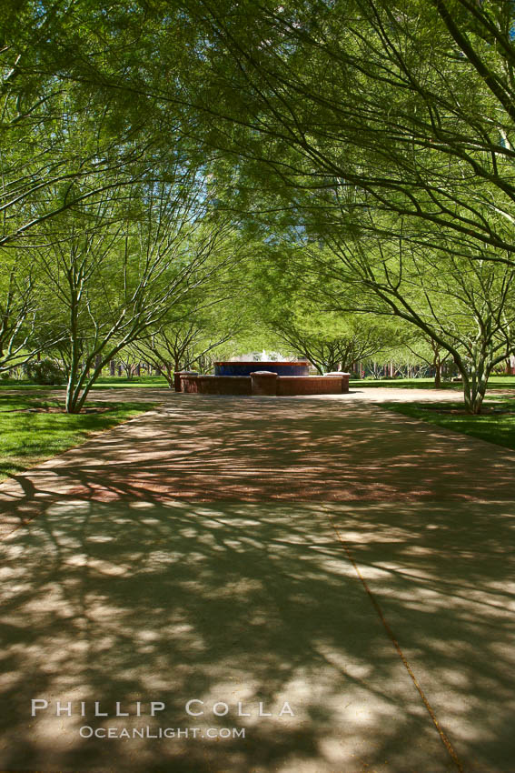 Shade trees near St. Mary's Basilica. Phoenix, Arizona, USA, natural history stock photograph, photo id 23188