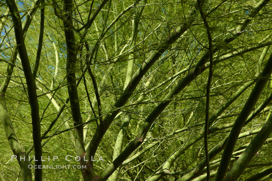 Shade trees near St. Mary's Basilica. Phoenix, Arizona, USA, natural history stock photograph, photo id 23187