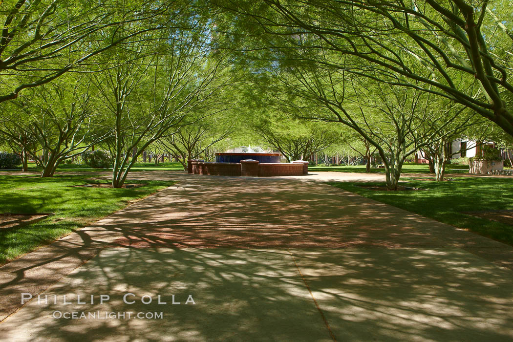 Shade trees near St. Mary's Basilica. Phoenix, Arizona, USA, natural history stock photograph, photo id 23195