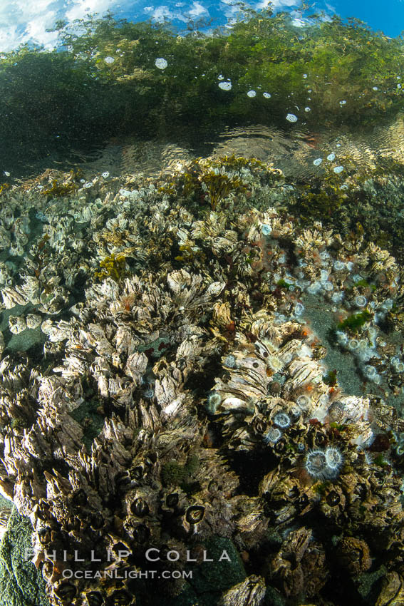 Shallow water reef with coniferous forest hanging over the water, Browning Pass, Vancouver Island. British Columbia, Canada, natural history stock photograph, photo id 35390