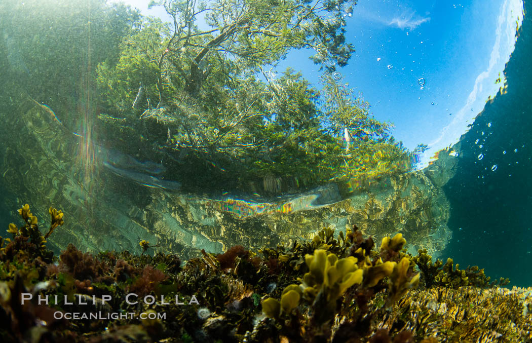 Shallow water reef with coniferous forest hanging over the water, Browning Pass, Vancouver Island. British Columbia, Canada, natural history stock photograph, photo id 35304