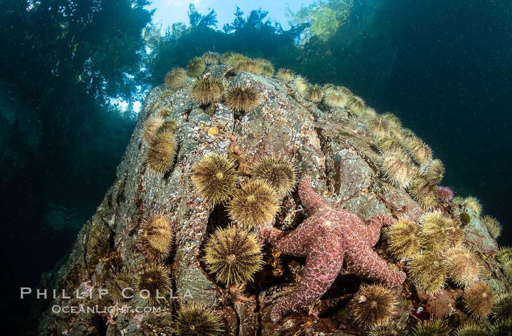 Shallow water reef with coniferous forest hanging over the water, Browning Pass, Vancouver Island. British Columbia, Canada, natural history stock photograph, photo id 35369