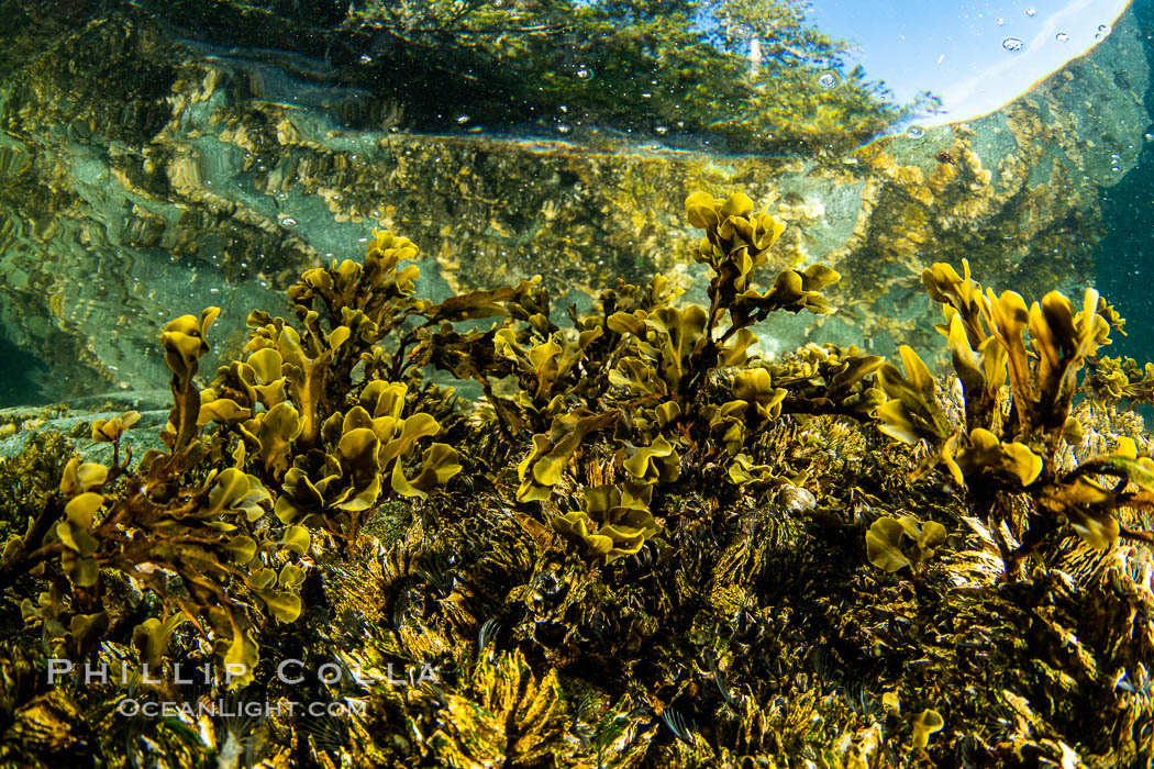 Shallow water reef with coniferous forest hanging over the water, Browning Pass, Vancouver Island. British Columbia, Canada, natural history stock photograph, photo id 35433