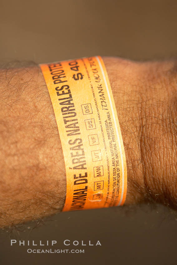 Permit wristband issued by Mexican environmental agencies to shark divers to support research, conservation and protection of Isla Guadalupe Special Biosphere Reserve. Guadalupe Island (Isla Guadalupe), Baja California, Mexico, natural history stock photograph, photo id 19488