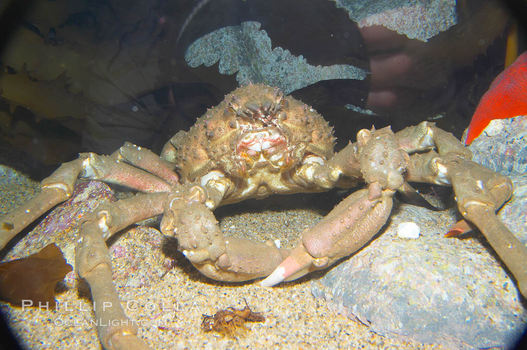 Sheep crab., Loxorhynchus grandis, natural history stock photograph, photo id 13998