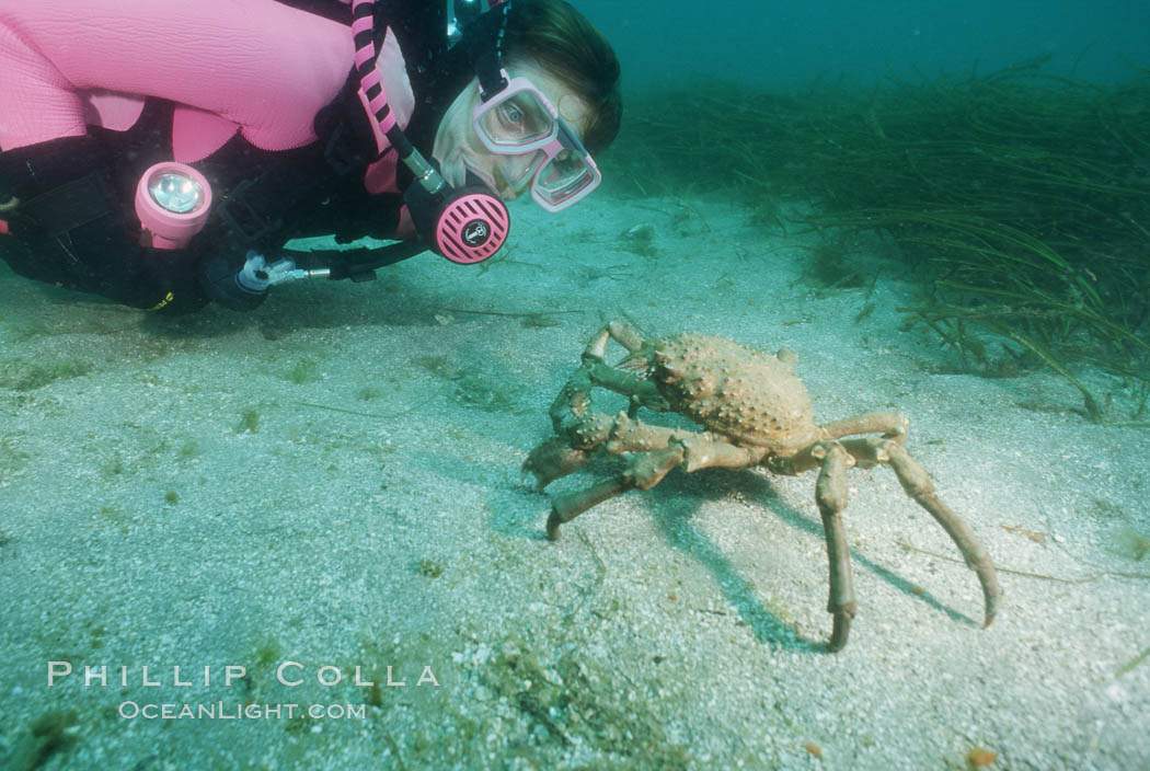 Diver and sheep crab. Catalina Island, California, USA, Loxorhynchus grandis, natural history stock photograph, photo id 05708