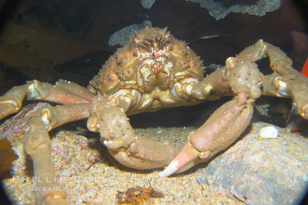 Sheep crab., Loxorhynchus grandis, natural history stock photograph, photo id 13997