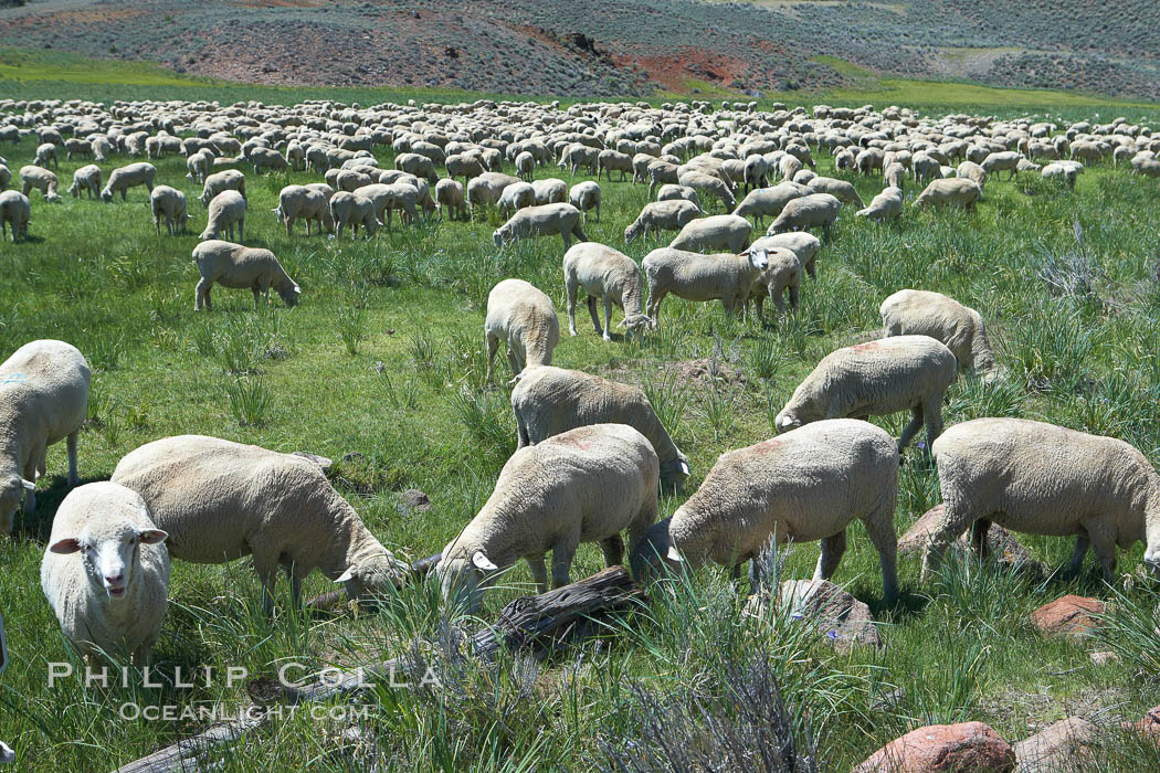 Sheep grazing in grass meadow, near Bodie Town. Bodie State Historical Park, California, USA, natural history stock photograph, photo id 23163