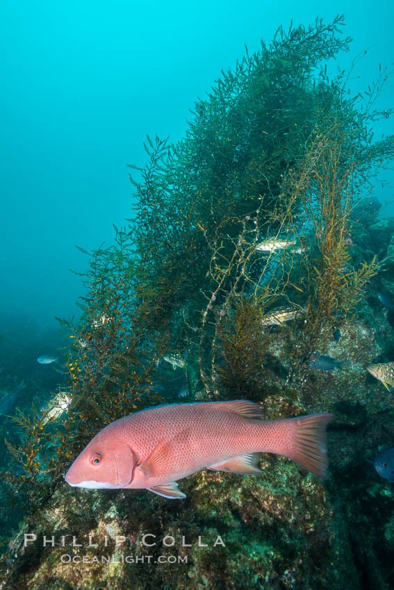 Sheephead and invasive sargassum, Catalina. Catalina Island, California, USA, Sargassum horneri, Semicossyphus pulcher, natural history stock photograph, photo id 30974