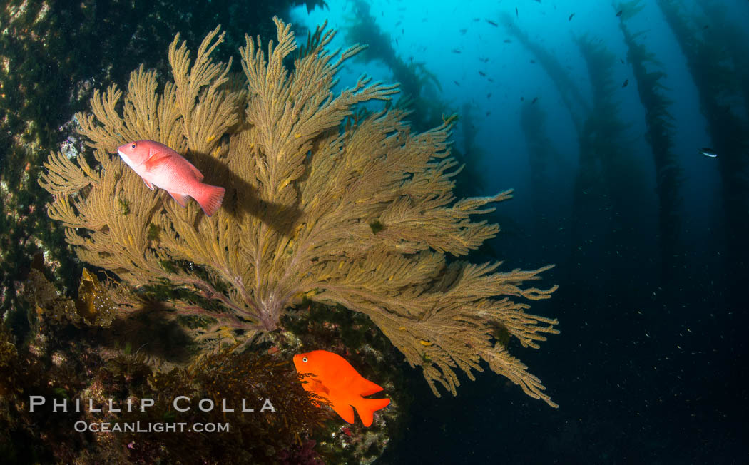 California golden gorgonian, Garibaldi and Sheephead wrasse fishes on rocky reef, below kelp forest, underwater. The golden gorgonian is a filter-feeding temperate colonial species that lives on the rocky bottom at depths between 50 to 200 feet deep. Each individual polyp is a distinct animal, together they secrete calcium that forms the structure of the colony. Gorgonians are oriented at right angles to prevailing water currents to capture plankton drifting by. San Clemente Island, USA, Hypsypops rubicundus, Muricea californica, Semicossyphus pulcher, natural history stock photograph, photo id 30922